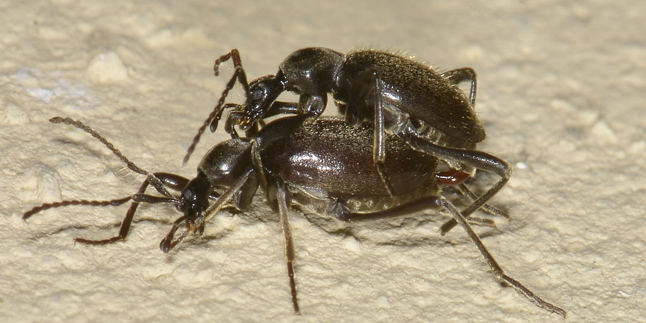 Scydmenidae: Palaeostigus heydenii e P. pilifer